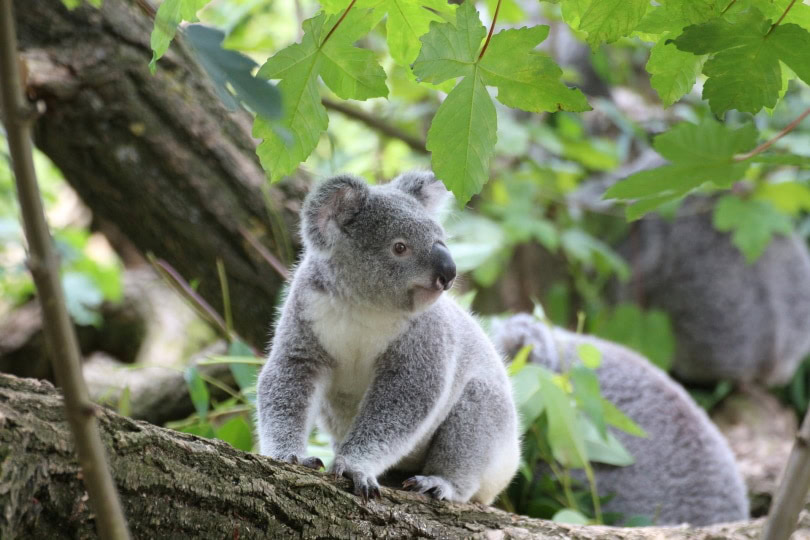 koala_winampdevil_Pixabay
