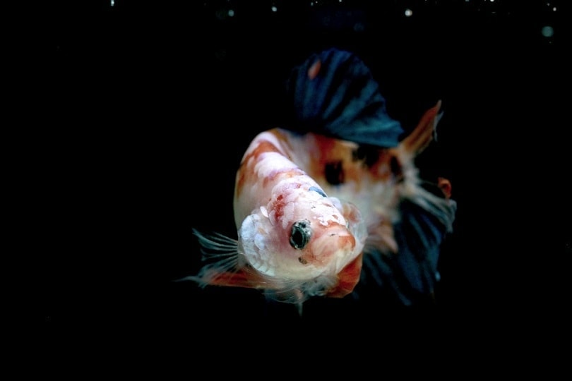 koi betta fish