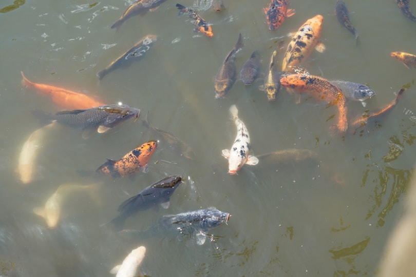 koi in pond