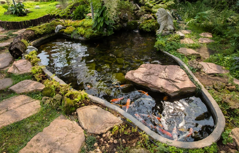 koi pond