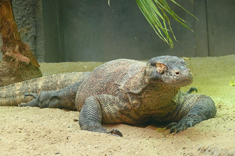komodo dragon on sand