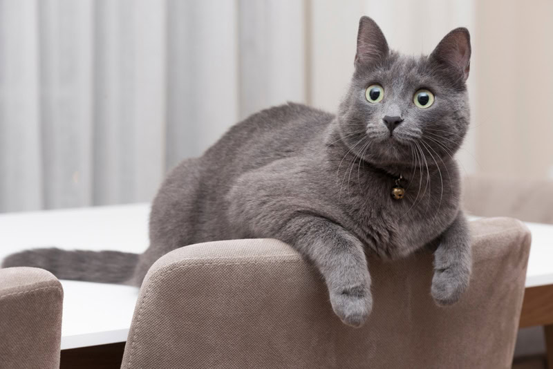 korat cat indoor