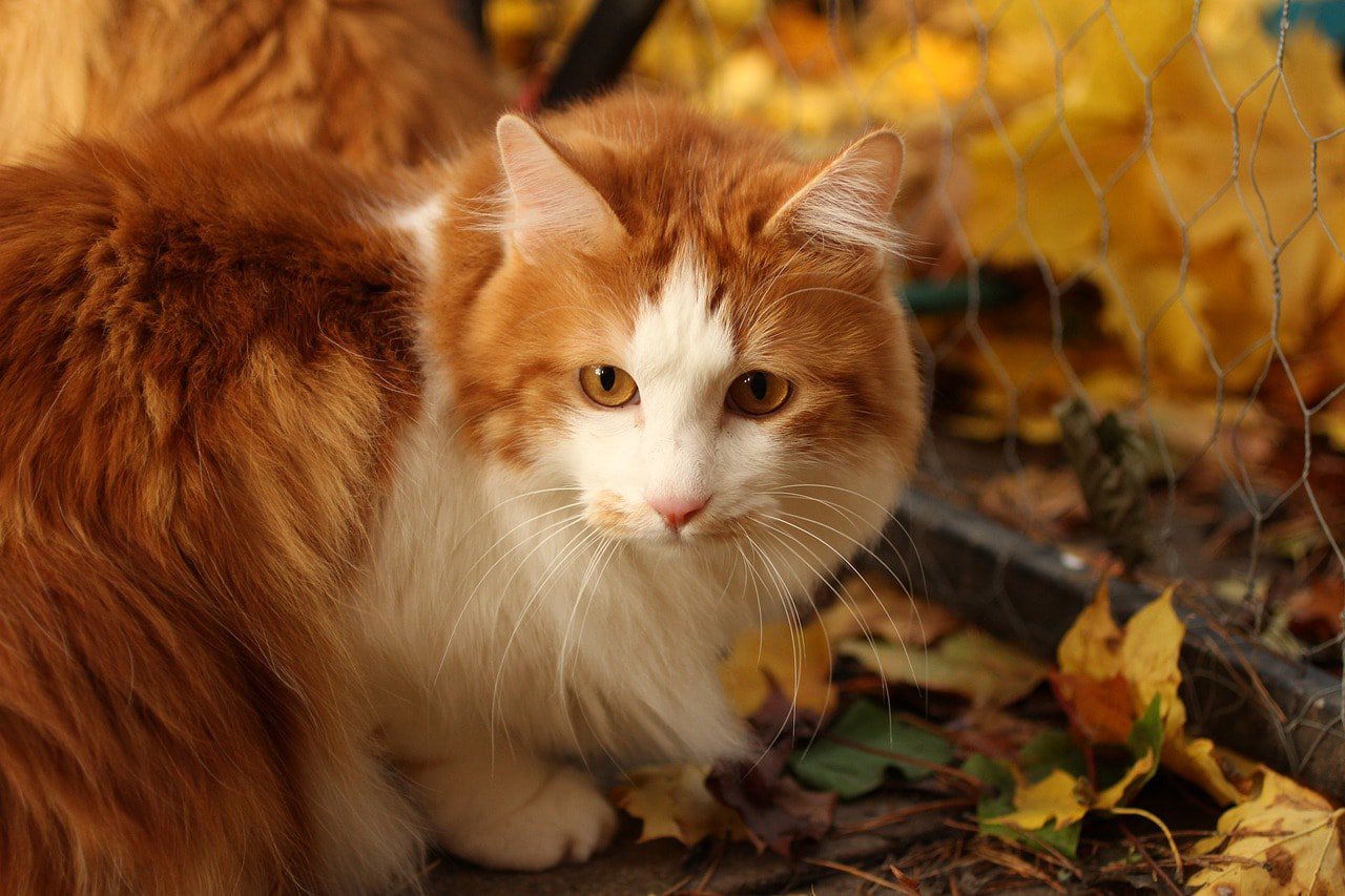 kurilian bobtail cat