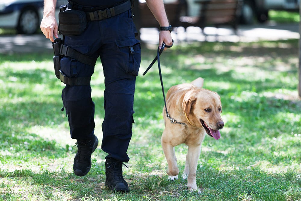 labrador retriever dog on duty