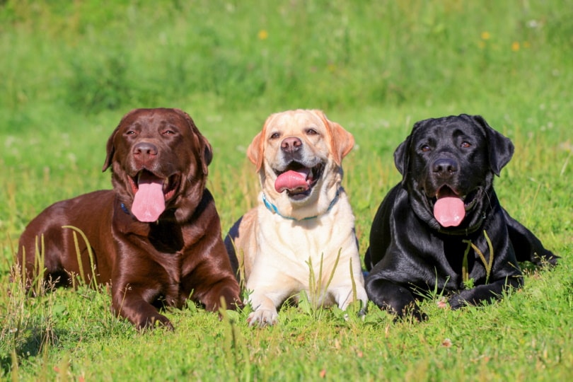 labrador retriever dogs in the grass