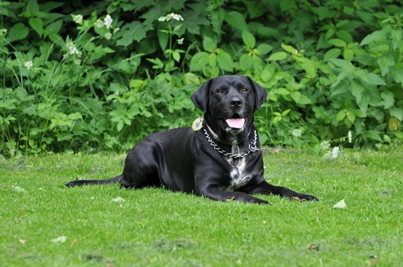 labrador-retriever_BoraAlma_Pixabay