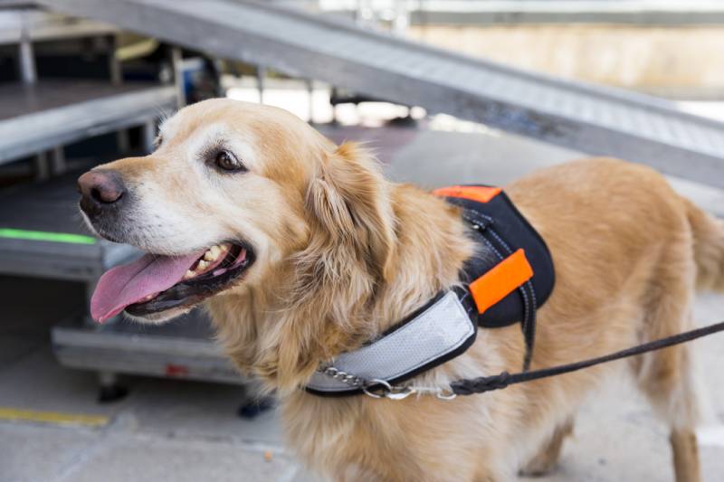 labrador service dog waiting patiently