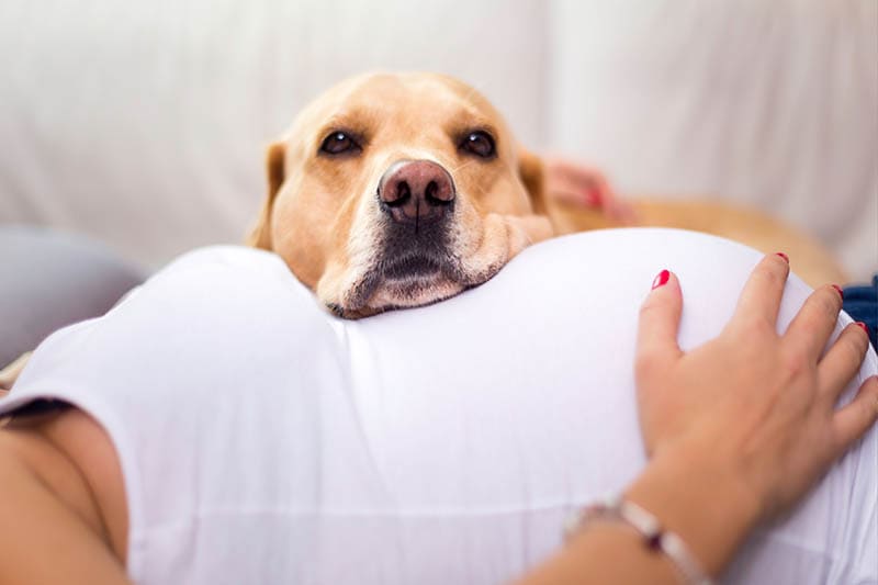 labrador's face on woman's baby bump