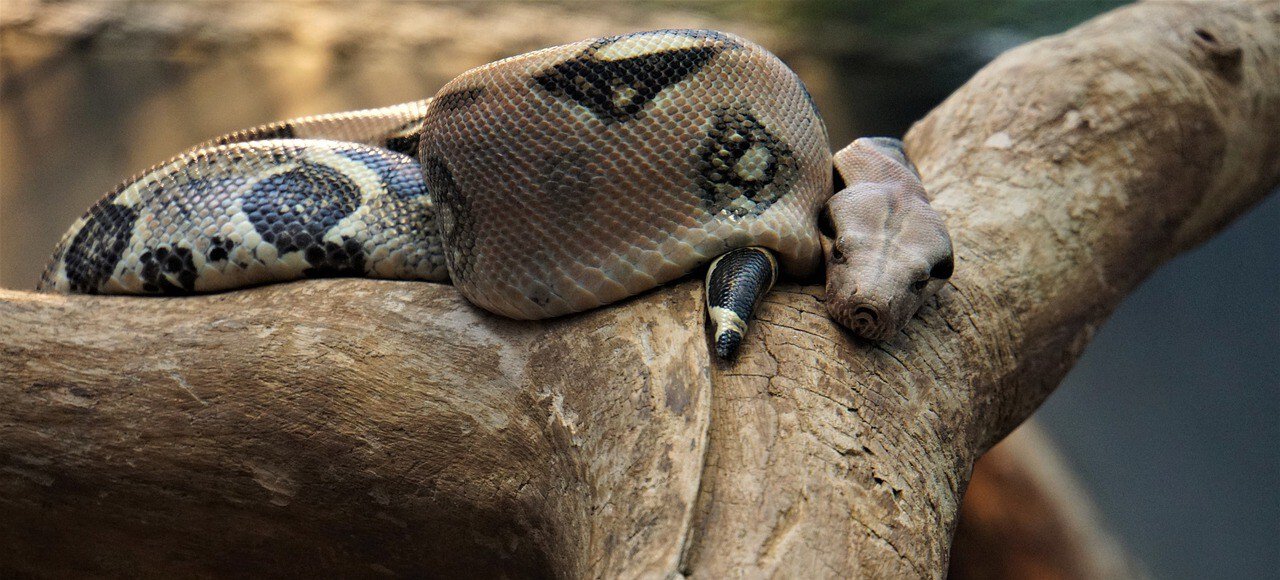 large brown snake