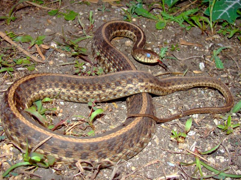 large eastern garter snake with blue or opaque eyes about to shed its skin