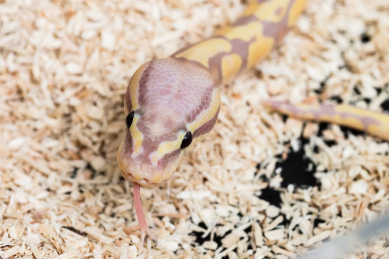 lavender albino ball python