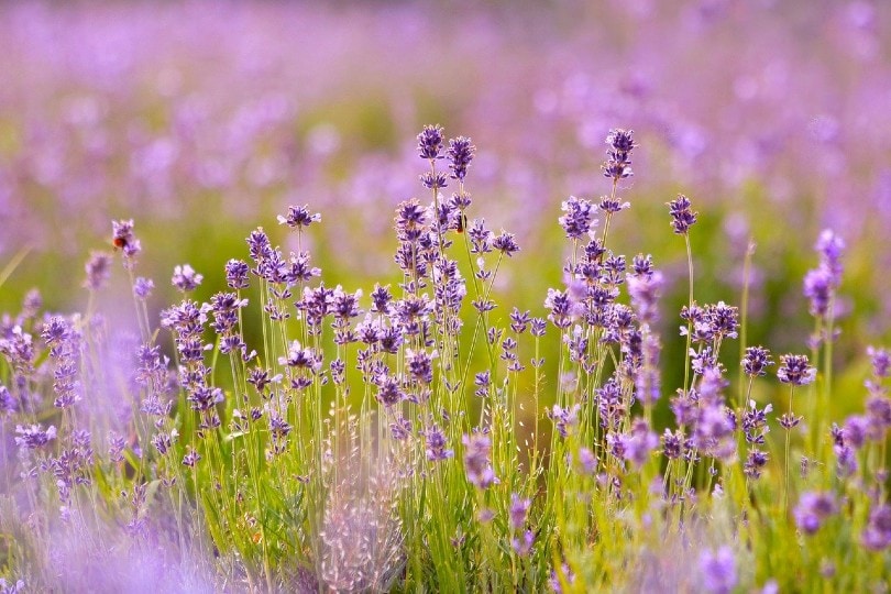 lavender plant