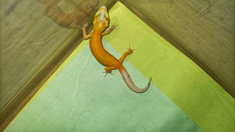 leopard gecko albino tremper