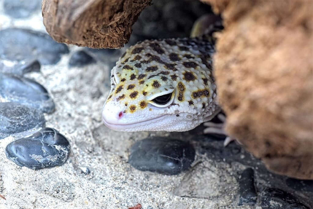 leopard gecko in its moist hide