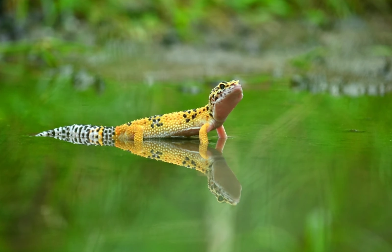 leopard gecko in shallow water