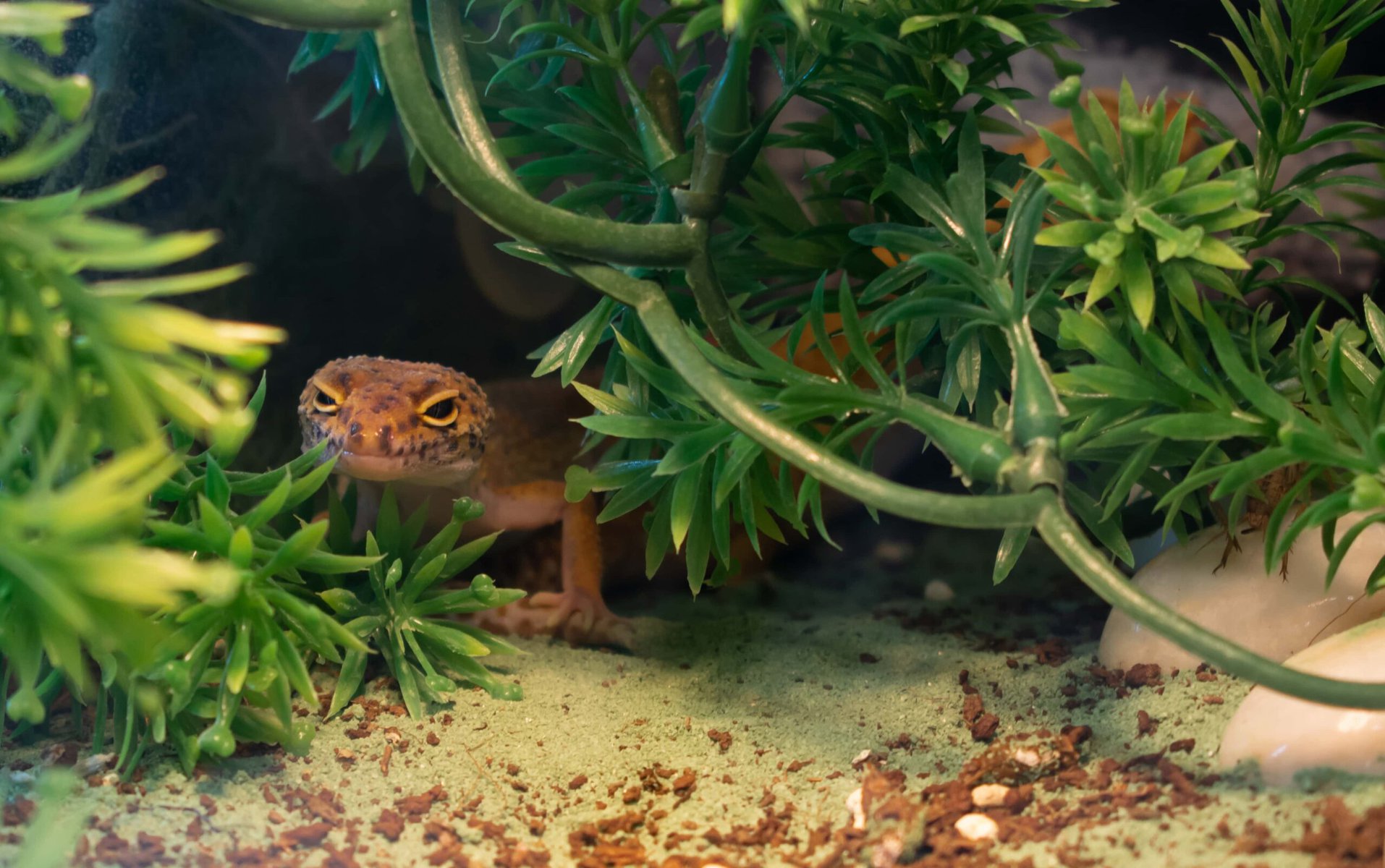 leopard gecko inside terrarium