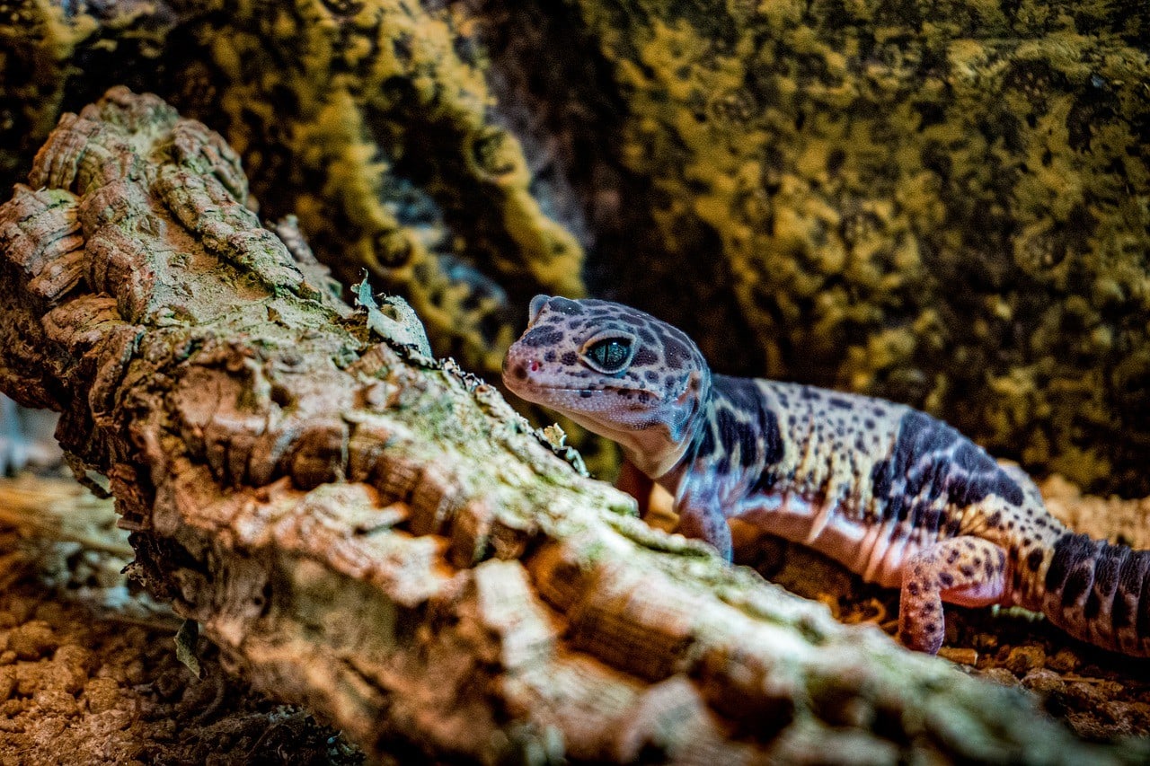 leopard gecko