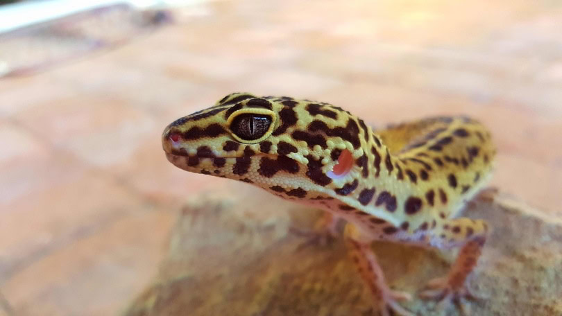 leopard-gecko