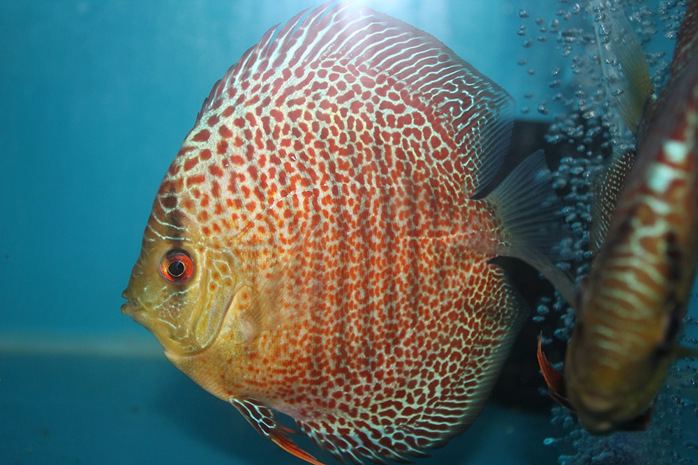 leopard spotted Discus Fish