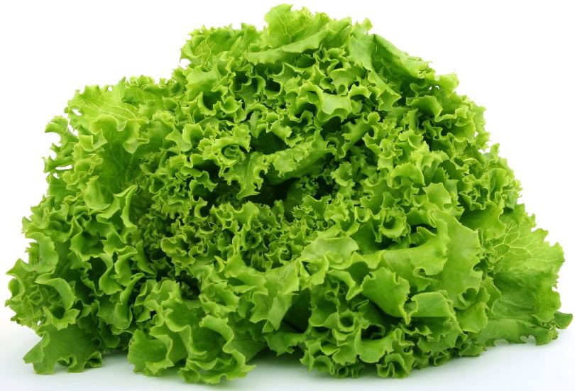 lettuce in white background