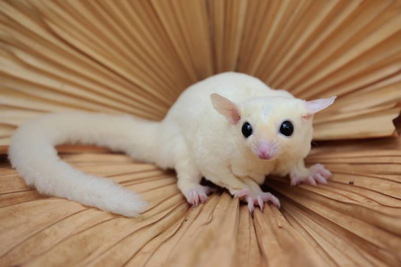 leucistic sugar glider is looking for food on a palm leaf