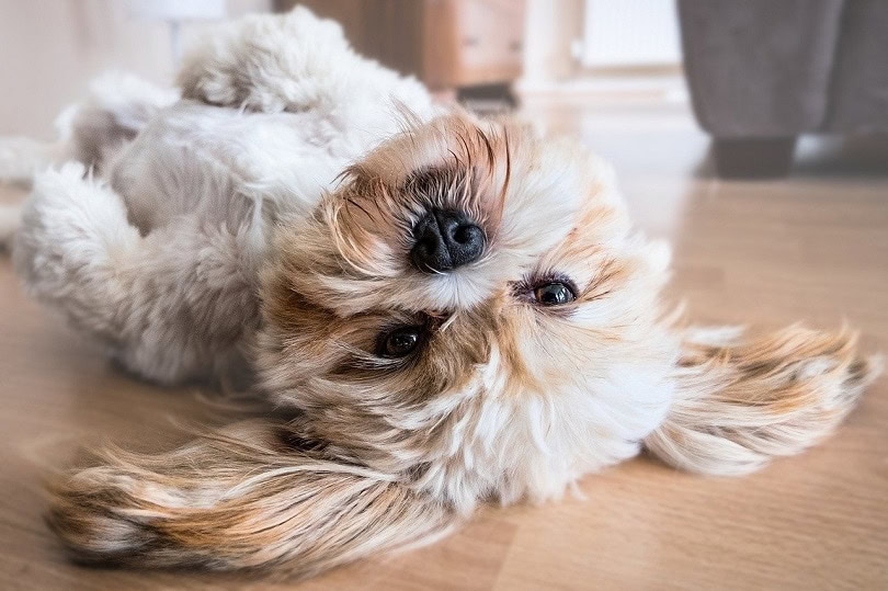 lhasa apso-pixabay