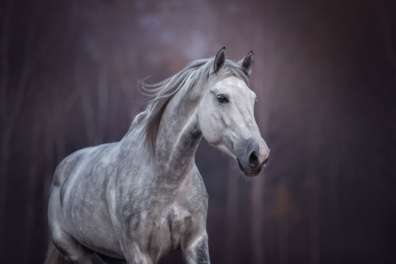 light gray arabian horse running in the field