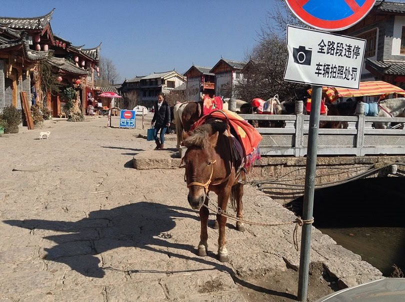 lijiang pony