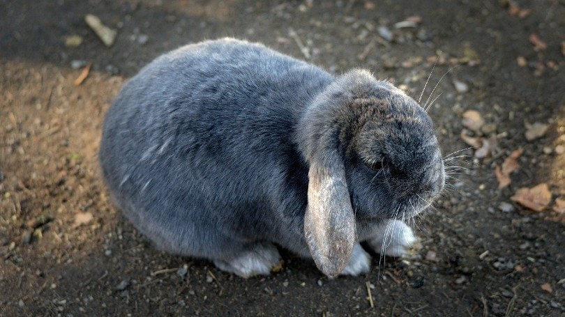 lilac bunny close up
