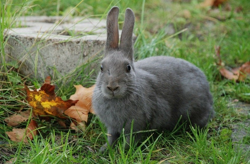 rabbit outdoor_GLady, Pixabay