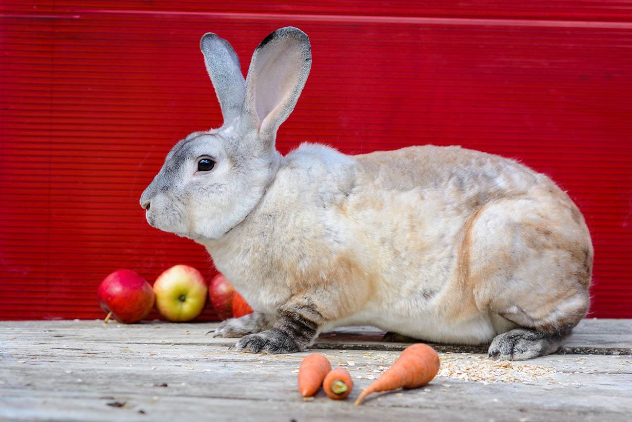 lilac rex rabbit