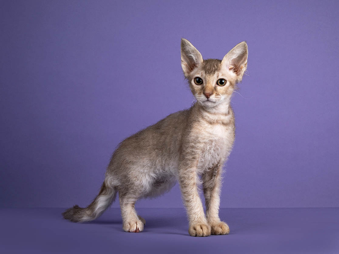 Lilac tabby LaPerm kitten
