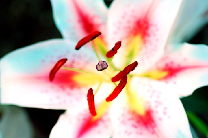 Lily flower, toxic to cats