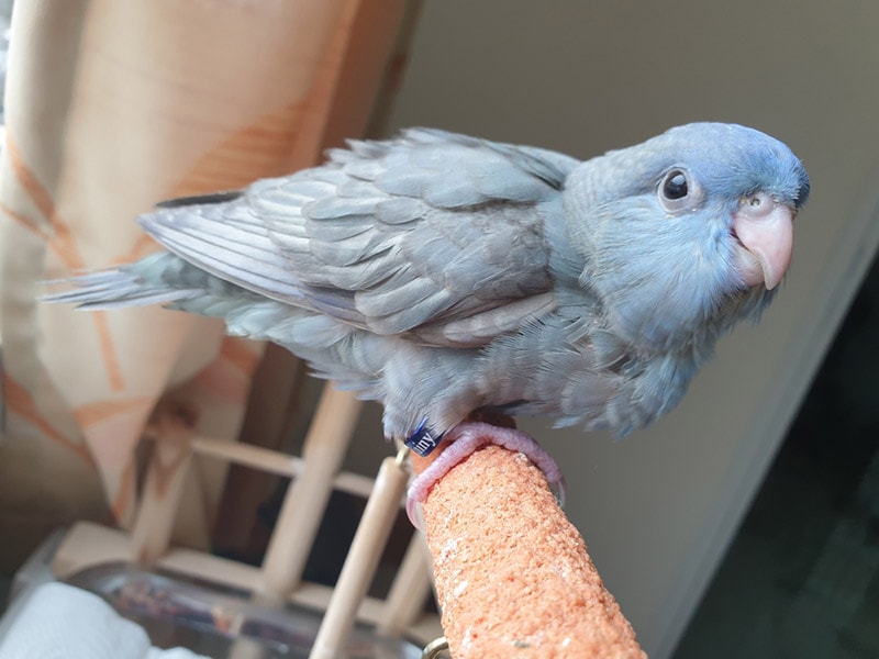 lineolated parakeet perching on a log