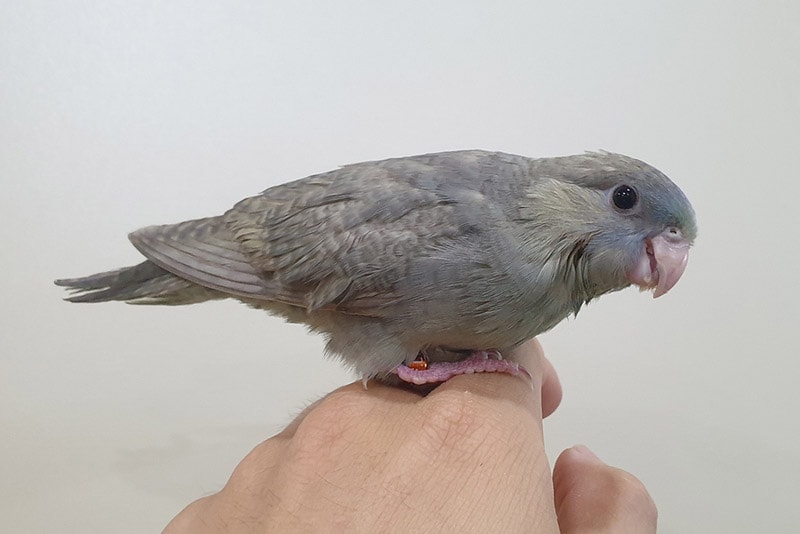 lineolated parakeet perching on human hand