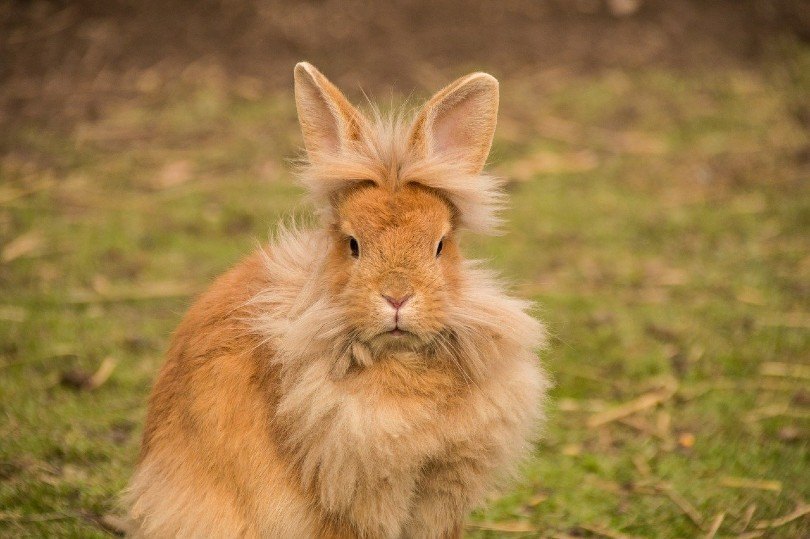 lion head rabbit