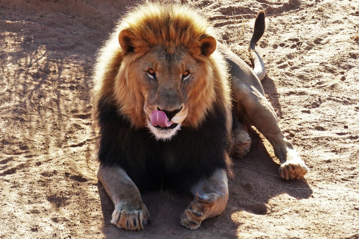 lion in the savannah licking lips
