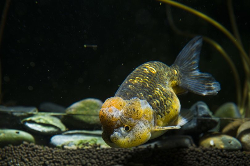 lionchu goldfish