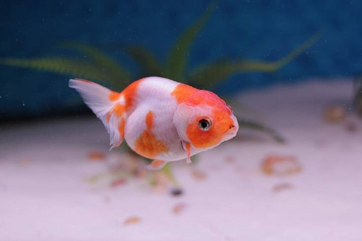 lionhead goldfish
