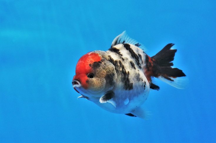 lionhead goldfish
