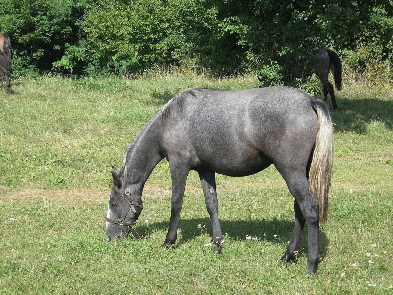 lipizzaner eating grass