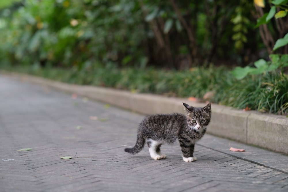 little Chinese Dragon Li kitten