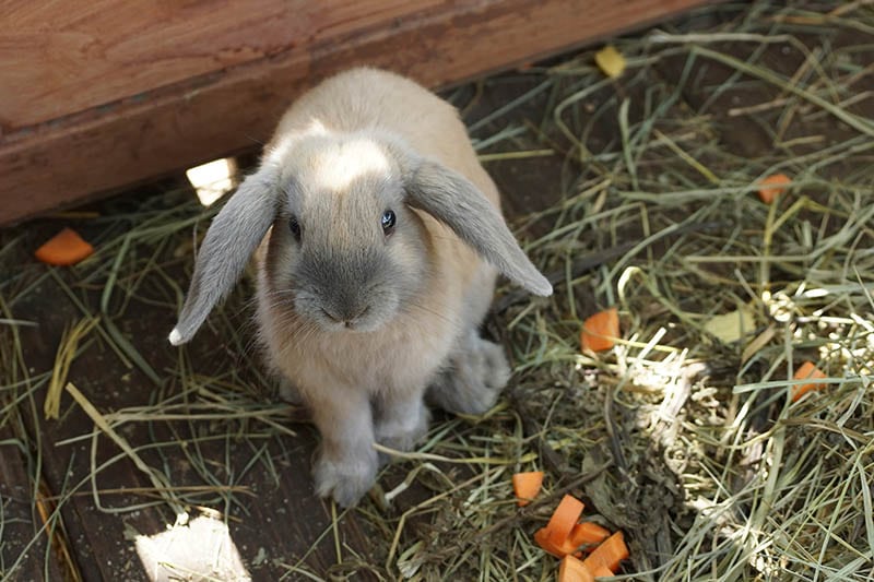 little gray beige rabbit looks at you
