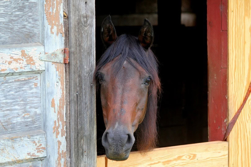 little-mahogany-bay-horse_Jewelzz_shutterstock