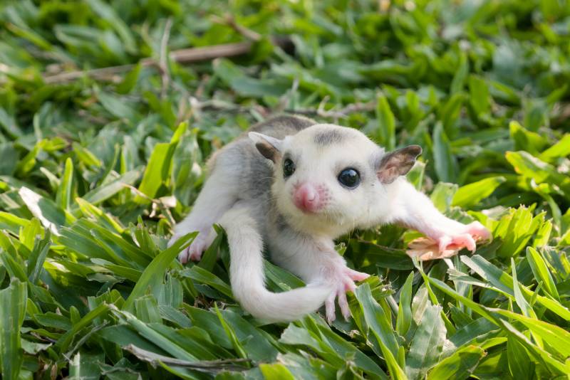 little platinum mosaic sugar-glider in the branch