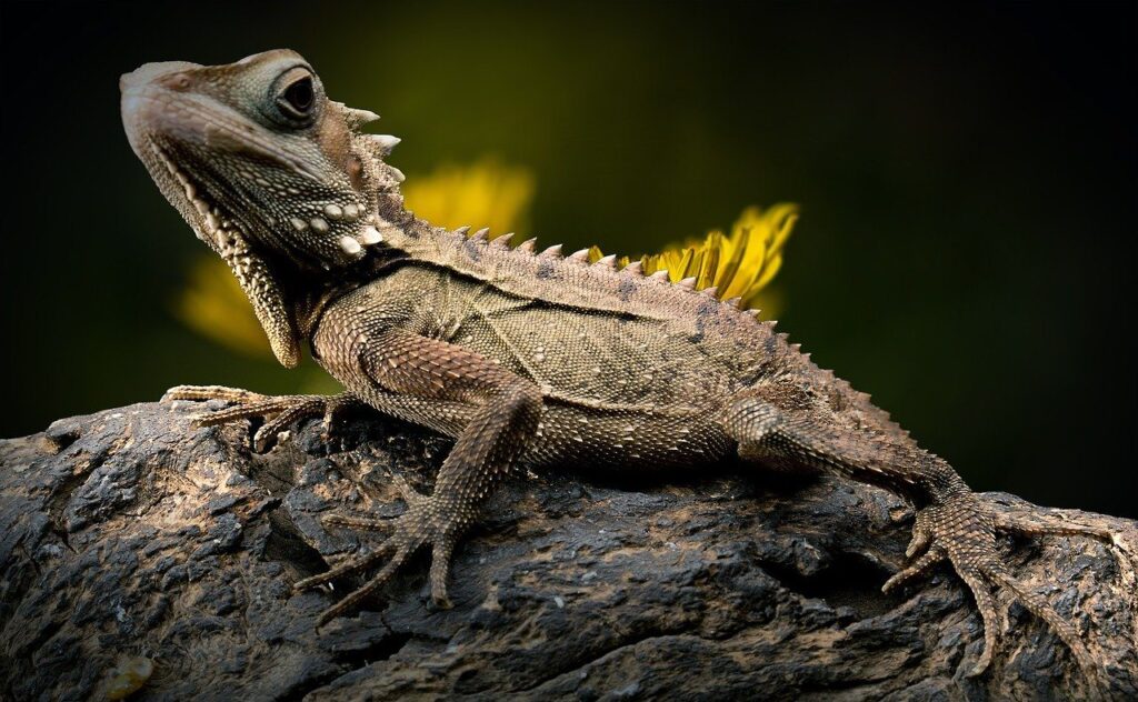 lizard (DIY Reptile Enclosures You Can Build Today)