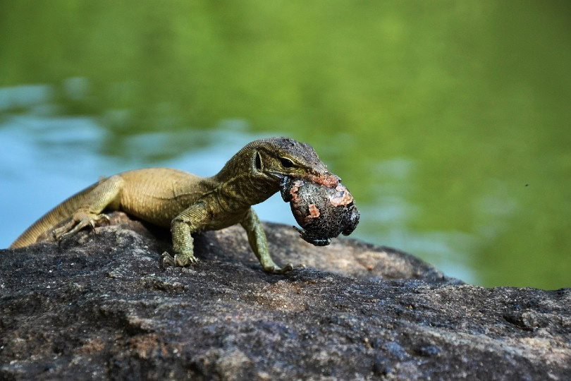 lizard eating a bug