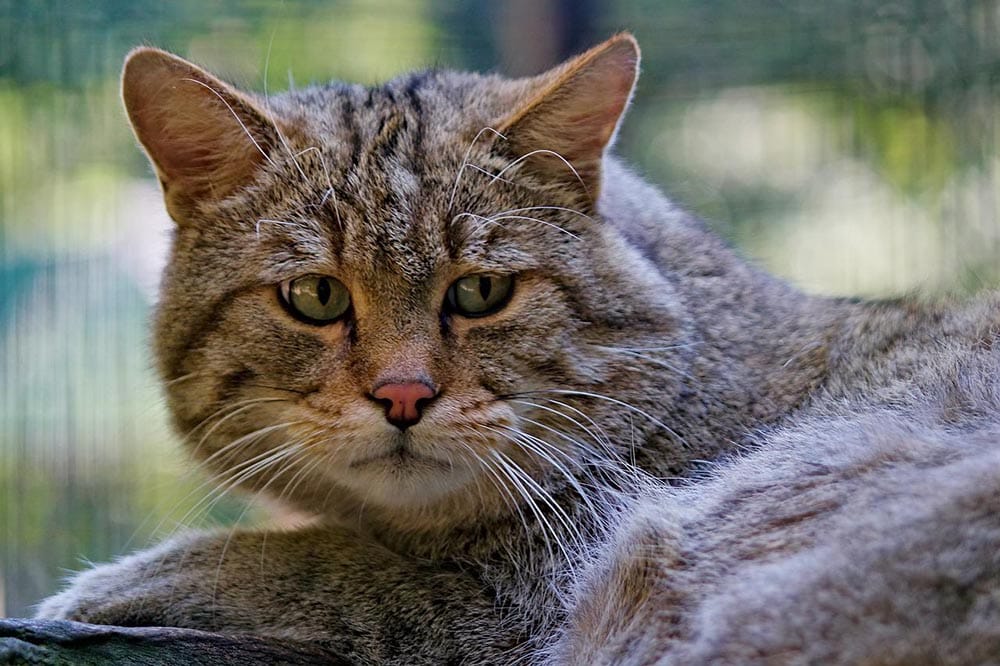 lonely cat up close
