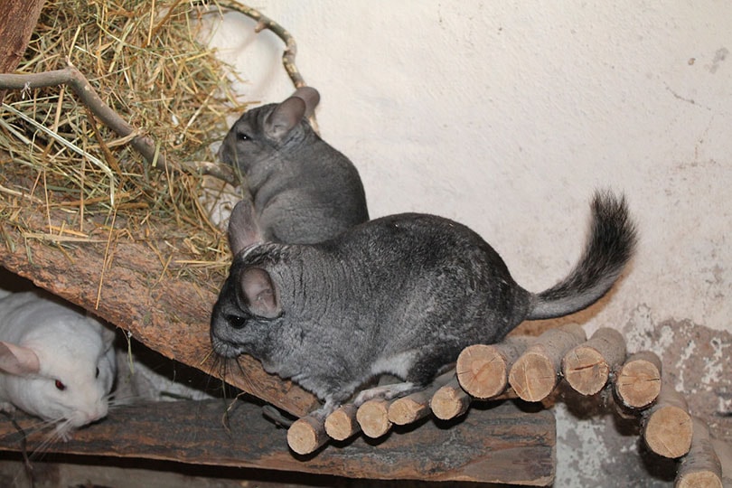 long-tailed chinchillas