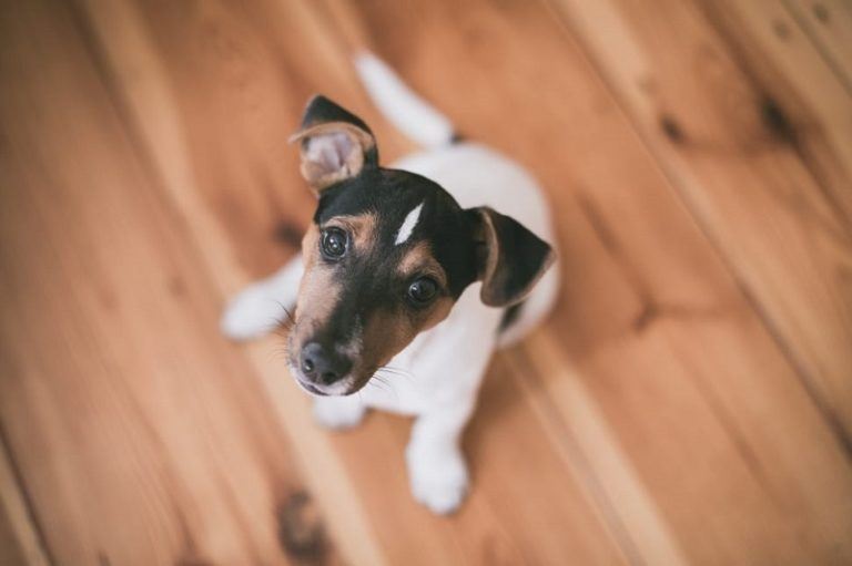 looking-up-fox-terrier-768x511